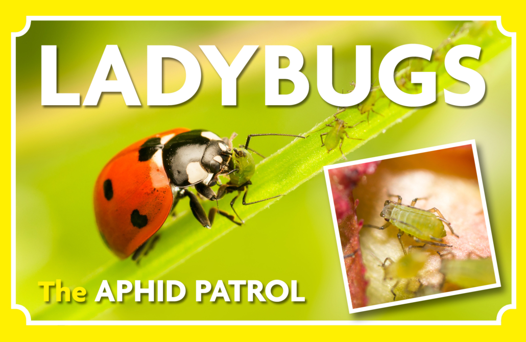 Ladybugs the Aphid Patrol