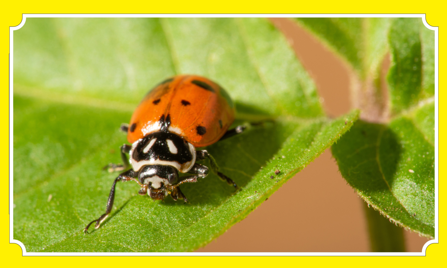 Ladybug