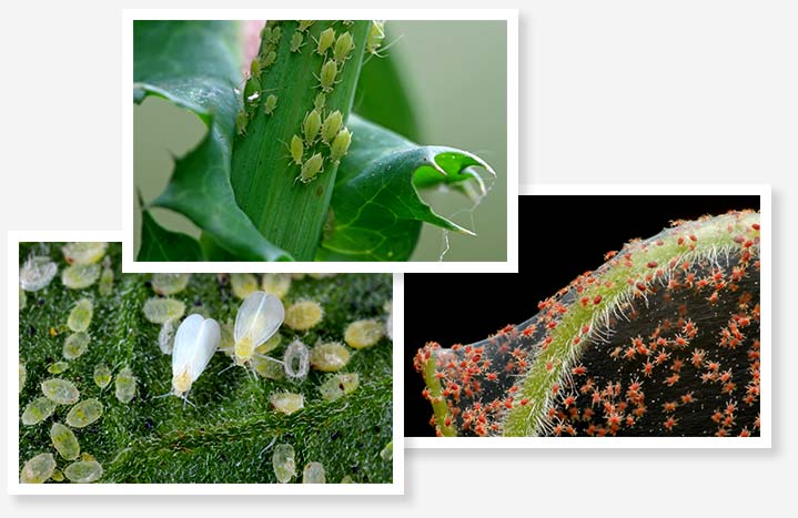 army of green aphids eating a plant stem; two adult white flys and several larvae on green grass; "lots of spider mites crawling on fine web draped over fuzzy green plant stem