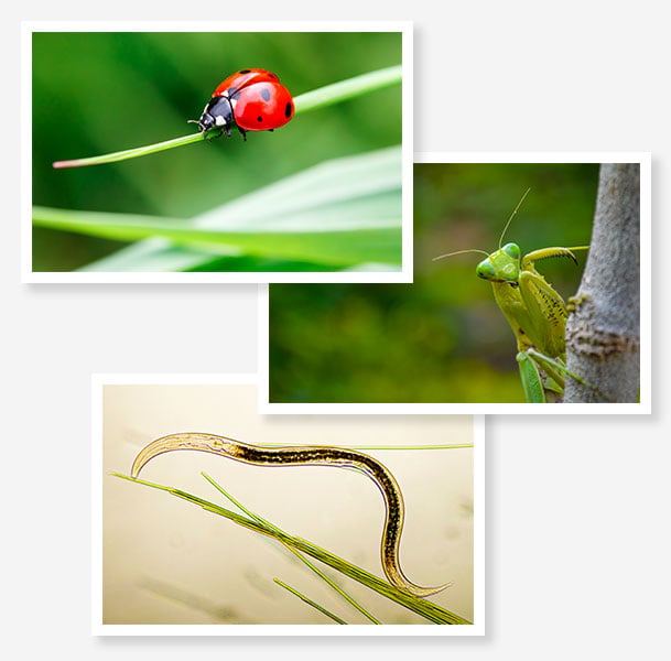 red ladybug with black spots walking along a green blade of grass; green praying mantis sitting vertical on the bark of a tree; microscope looking image of a beneficial nematode crawling on a green blade of grass